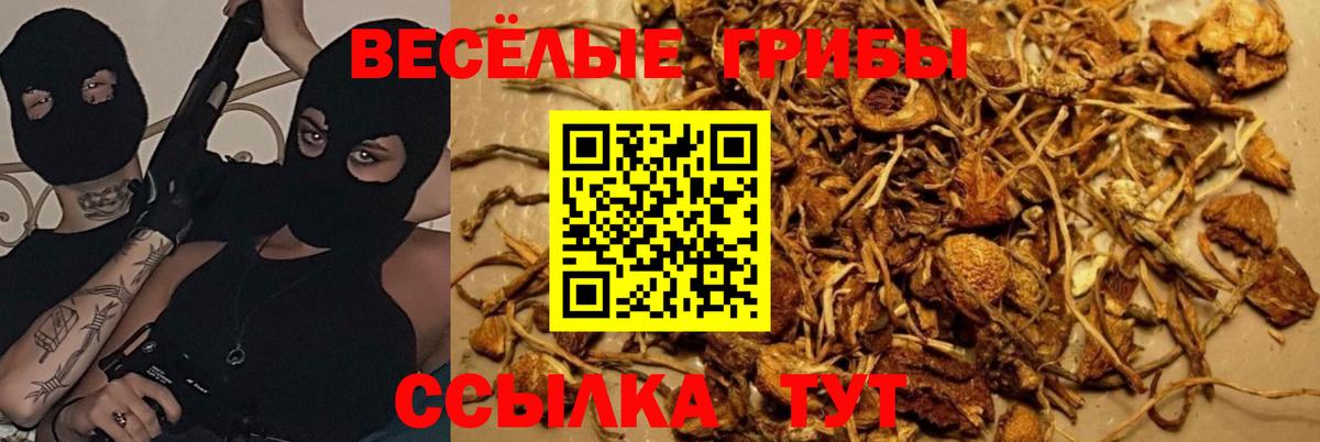 Псилоцибиновые грибы прущие грибы Новокузнецк